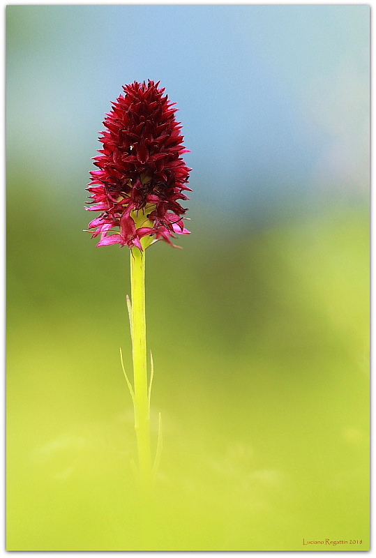 Nigritella rhellicani